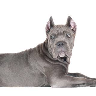 Cane Corso wallpaper