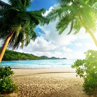 Island green wallpaper