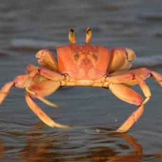 Crabs wallpaper