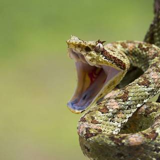 All snakes wallpaper