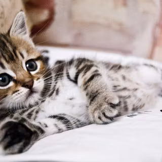 Wolf and cat wallpaper