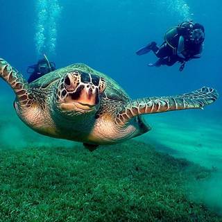 Ocean animals wallpaper