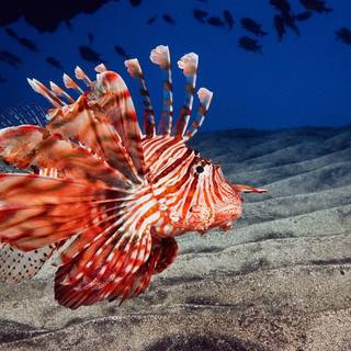 Ocean animals wallpaper