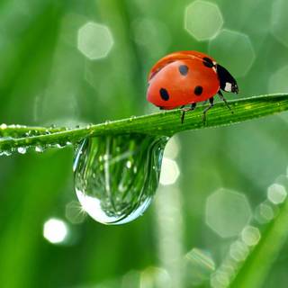 Ladybugs wallpaper