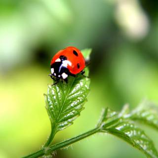 Ladybugs wallpaper