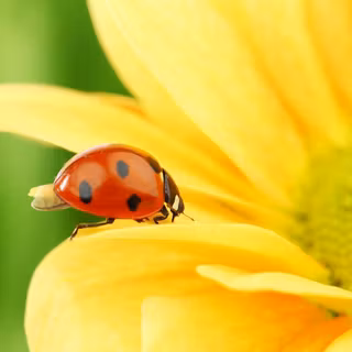 Ladybugs wallpaper
