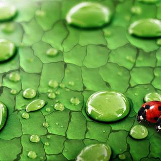 Ladybugs wallpaper
