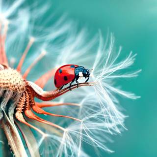 Ladybugs wallpaper