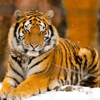 Wild animals HD wallpaper