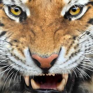 Wild animals HD wallpaper