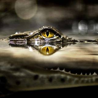 Wild animals HD wallpaper