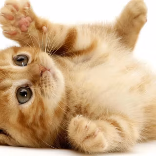 Baby cat wallpaper