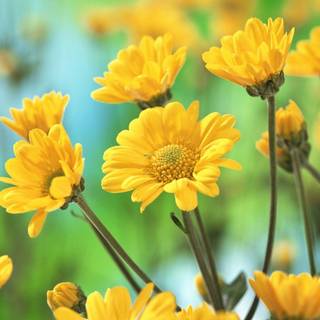 Tropical flowers wallpaper