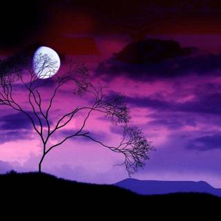 Purple night wallpaper
