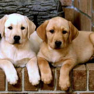 Labradors wallpaper