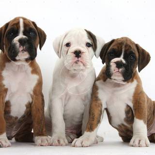 Boxer puppies wallpaper