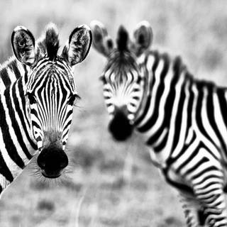 Zebras wallpaper