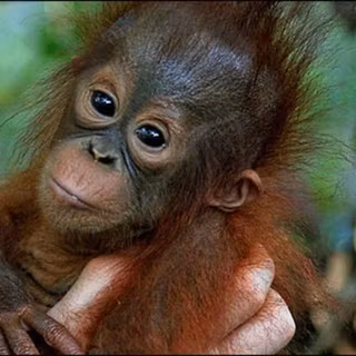 Baby monkeys wallpaper