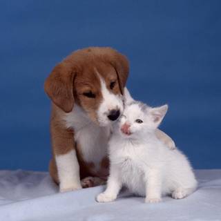 Kittens and puppies wallpaper