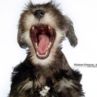 Schnauzer wallpaper