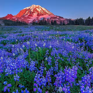 Mount Rainier National Park wallpaper