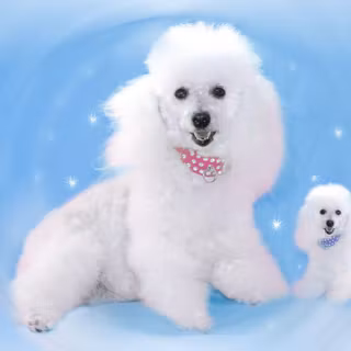 Poodles wallpaper