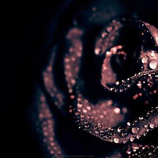 Black flowers wallpaper