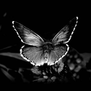 Black flowers wallpaper