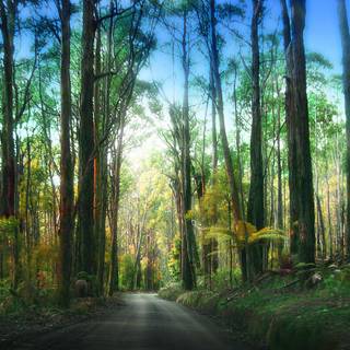 Redwood National and State Parks wallpaper