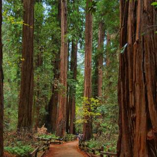 Redwood National and State Parks wallpaper