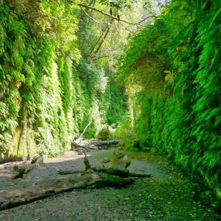 Redwood National and State Parks wallpaper