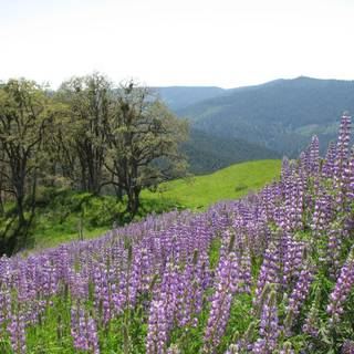 Redwood National and State Parks wallpaper