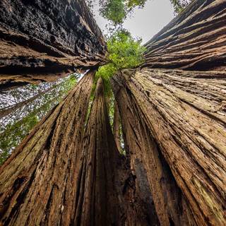 Redwood National and State Parks wallpaper