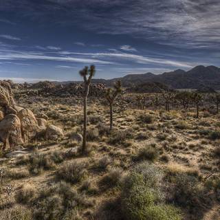 Joshua Tree National Park wallpaper