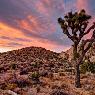 Joshua Tree National Park wallpaper