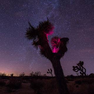 Joshua Tree National Park wallpaper