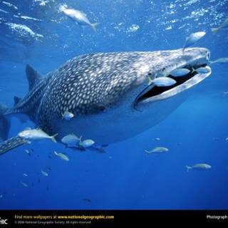 Whale shark wallpaper