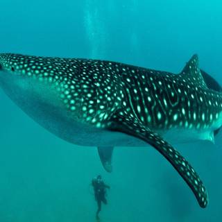 Whale shark wallpaper
