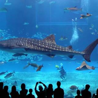 Whale shark wallpaper