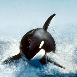 Sea animal wallpaper