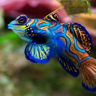 Sea animal wallpaper