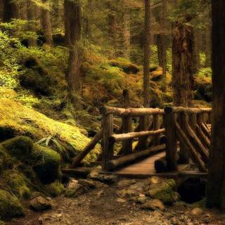Olympic National Park wallpaper