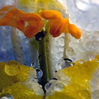 Dragons flower wallpaper