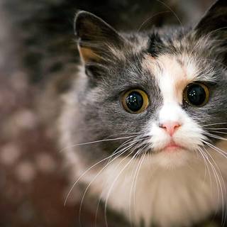 Scared cat wallpaper