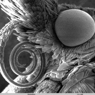 Microscope wallpaper