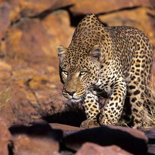 Animal predators wallpaper