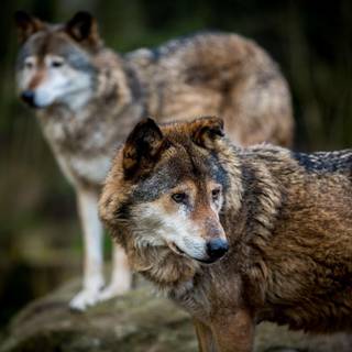 Animal predators wallpaper