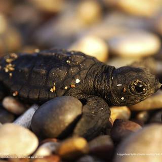 Baby turtles wallpaper