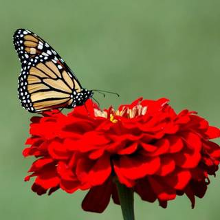 Monarch butterfly wallpaper