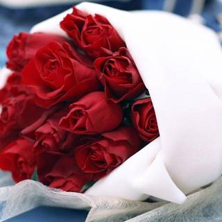 Rose flowers HD wallpaper